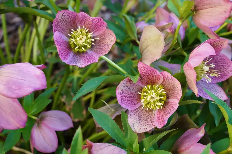 Čemeřice východní