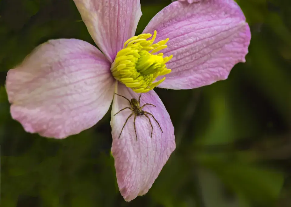 Užitečný pavouk šplhalka keřová