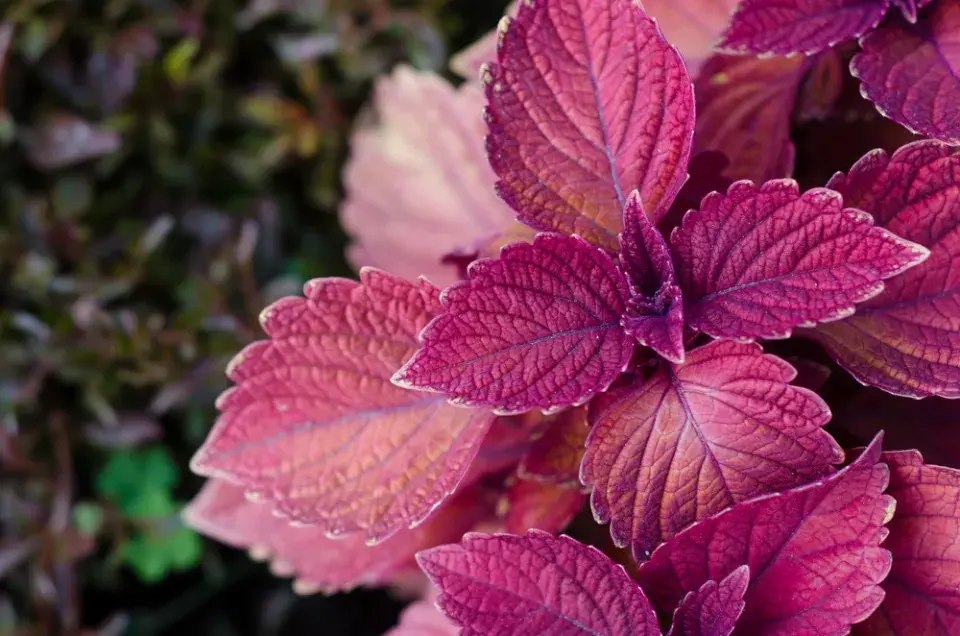 Perila křovitá (Perilla frutescens) 