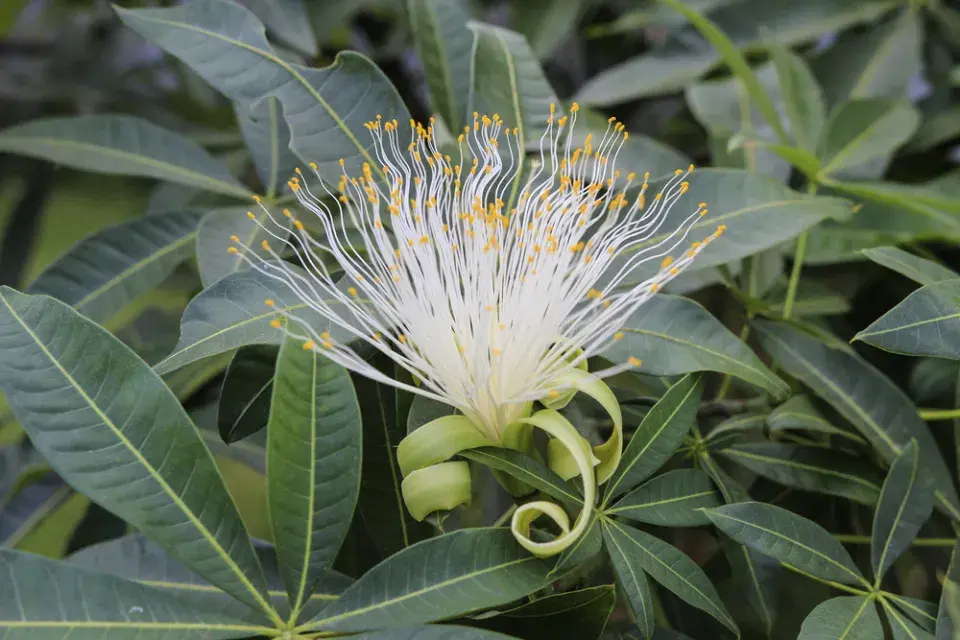 Pachira (Pachira aquatica) 