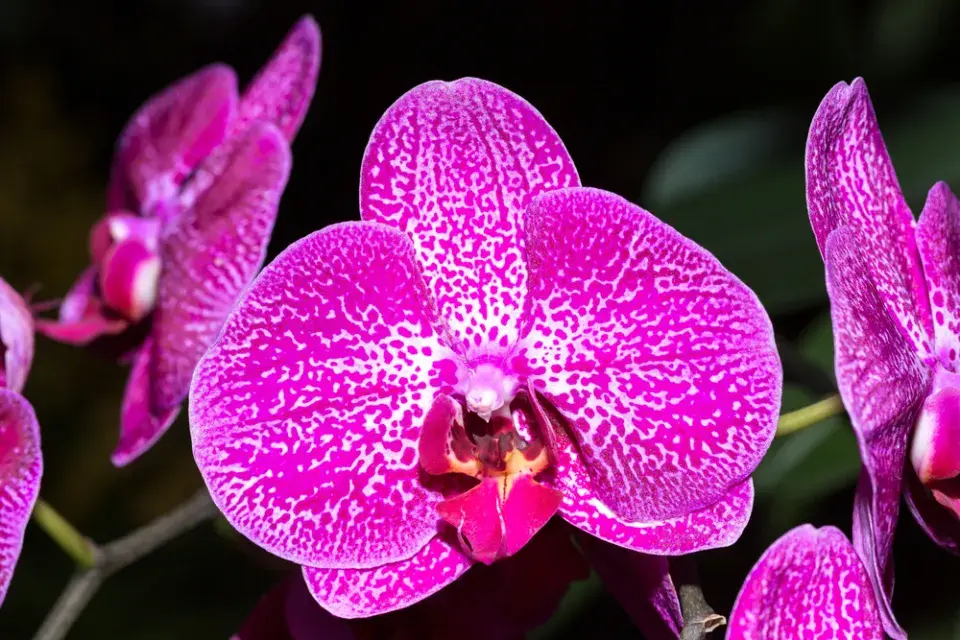 Vanda