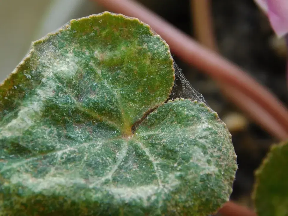 bramboříky a svilušky
