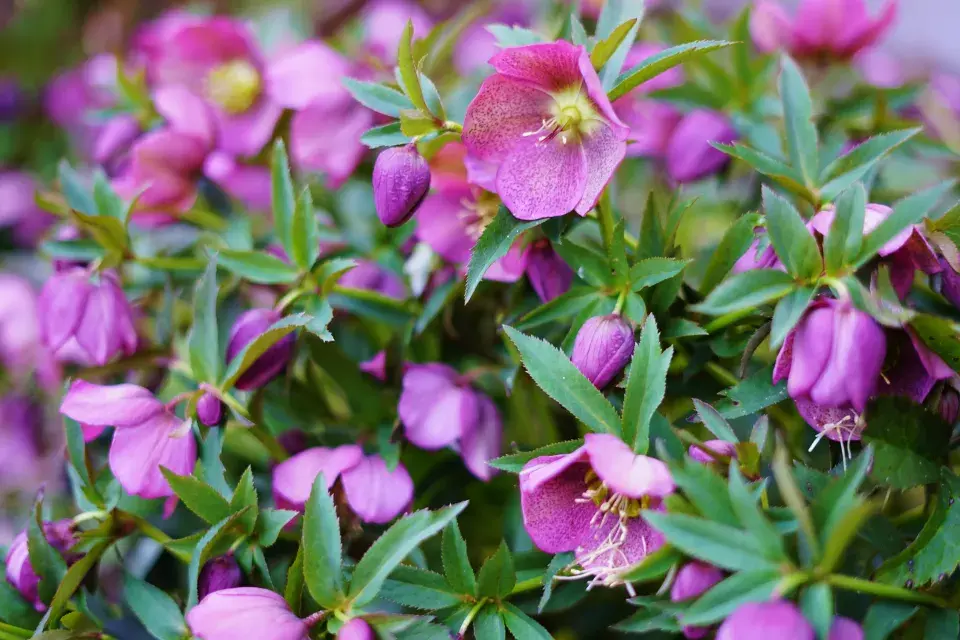 Čemeřice východní