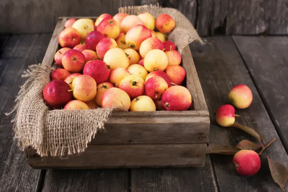 Kontrola uskladněné úrody