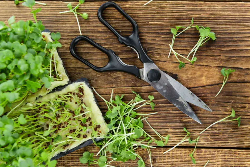 Nakličování semen