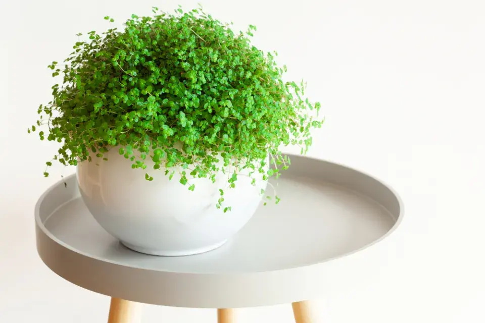 pokojovky do garsonky