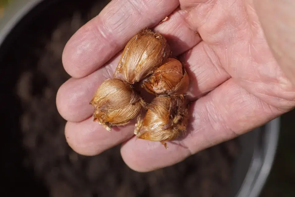 čtyřlístek, oxalis