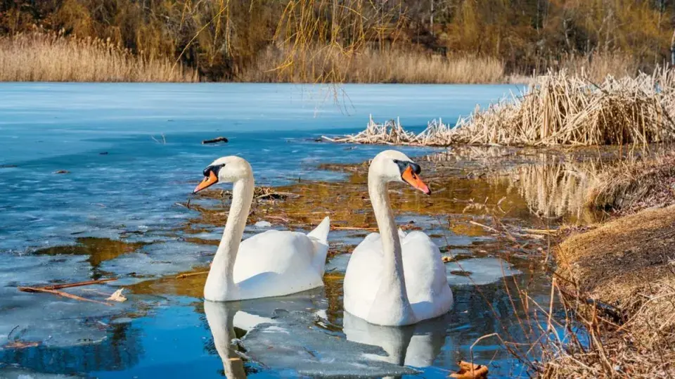 Předpověď počasí slibuje pořádnou chumelenici. Nezajdete raději na výstavu?
