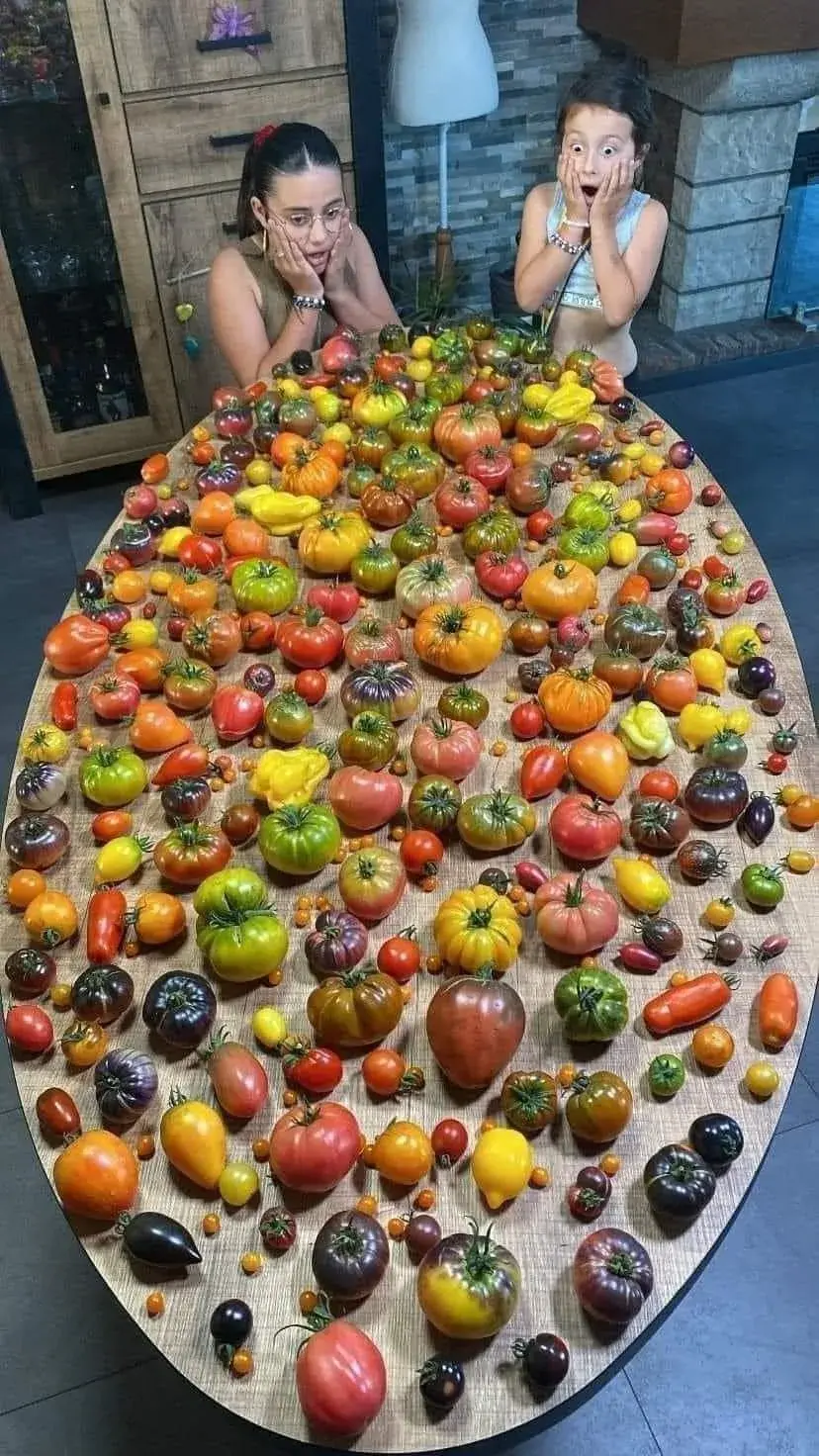 Spousta druhů rajčat 