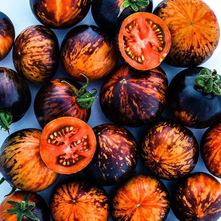 Černá rajčata Indigo Rose