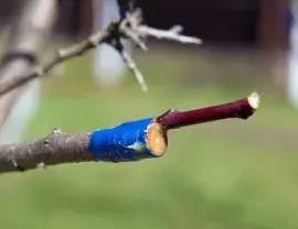 Řez roubů pro jarní roubování je malá škola trpělivosti a přesnosti