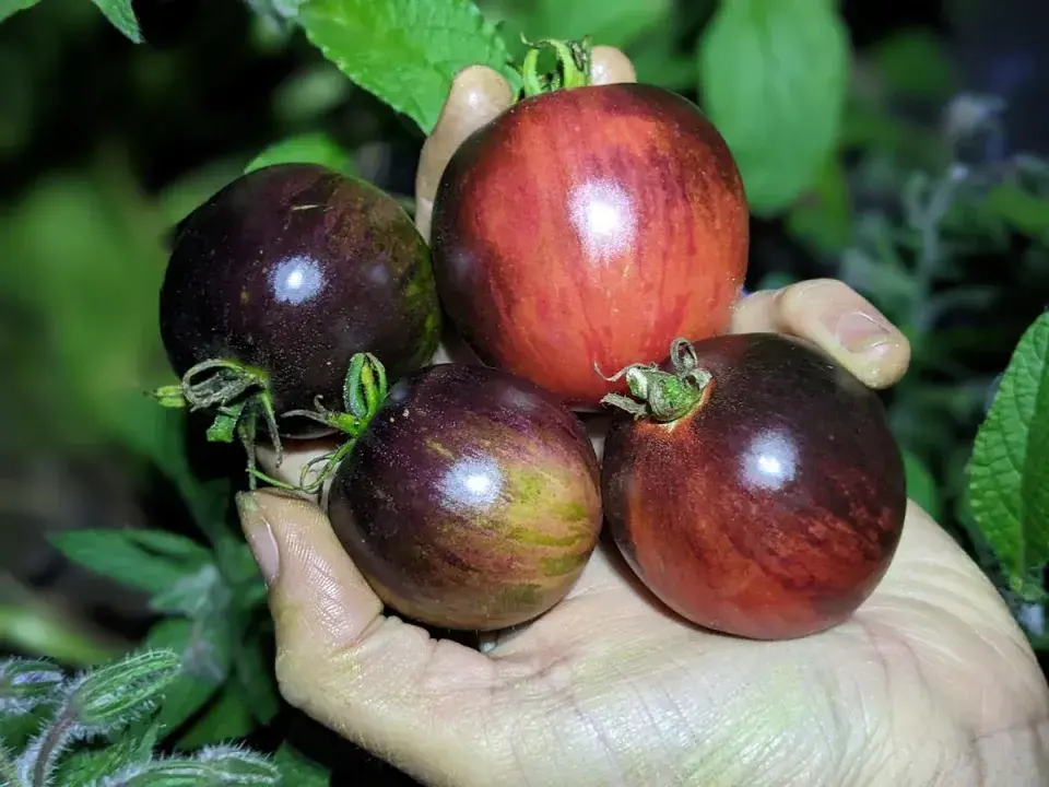 Pomme D'Or De Saint-Jean-De-Beauregard Tomato