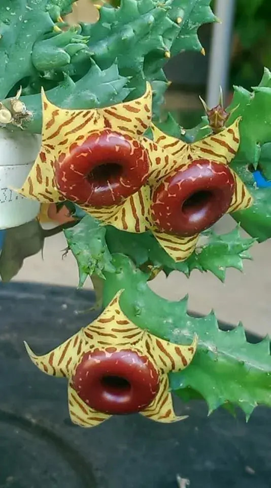 Huernia 