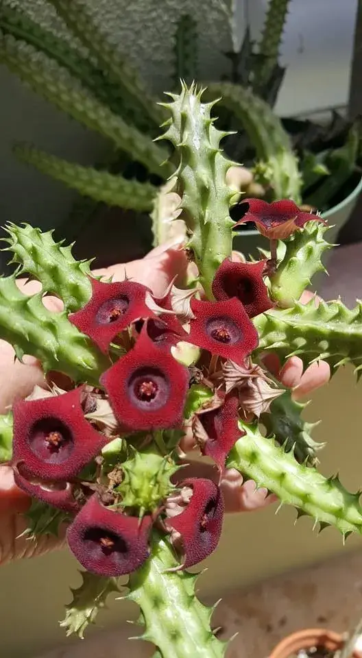 Huernia Schneideriana