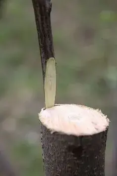 Řez roubů pro jarní roubování je malá škola trpělivosti a přesnosti