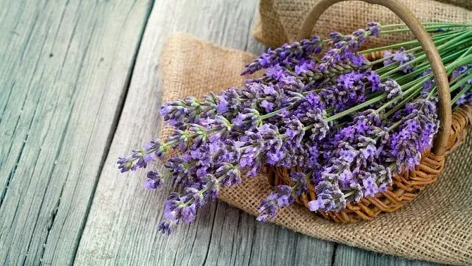 Předpověď počasí slibuje pořádnou chumelenici. Nezajdete raději na výstavu?