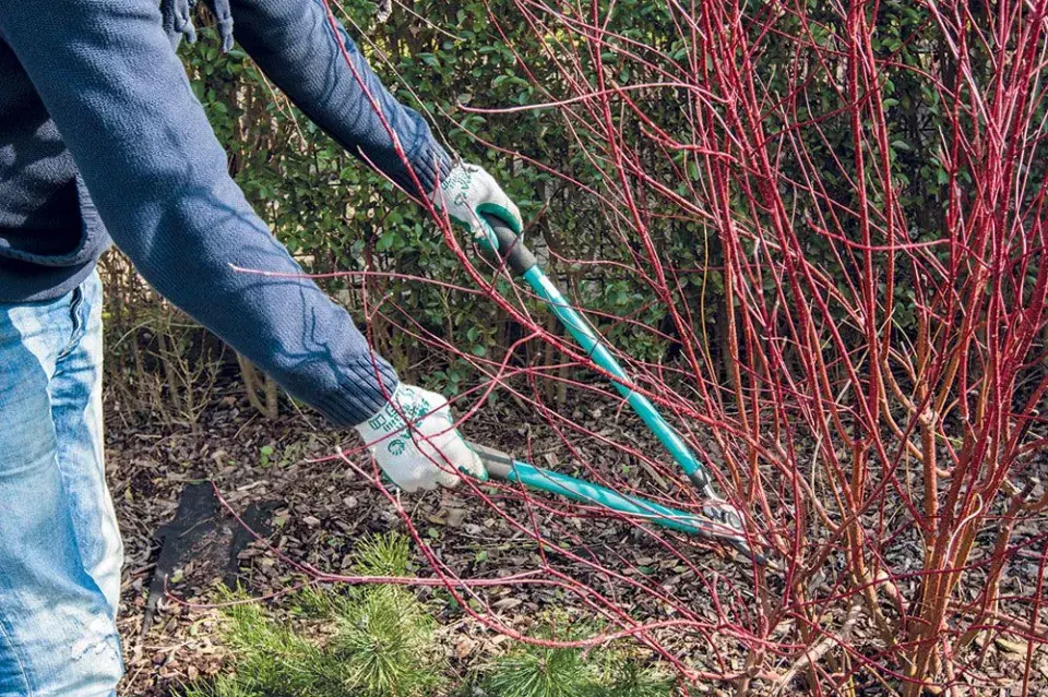 Co na zahradě dělat jako první, když sleze sníh a půda povolí?