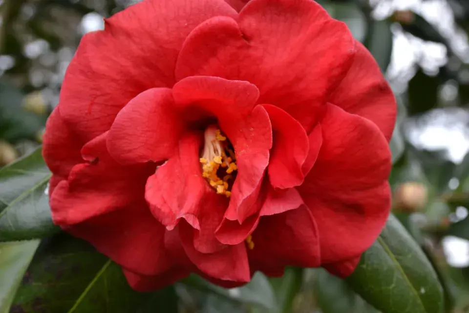 Kamélie japonská (Camellia japonica)