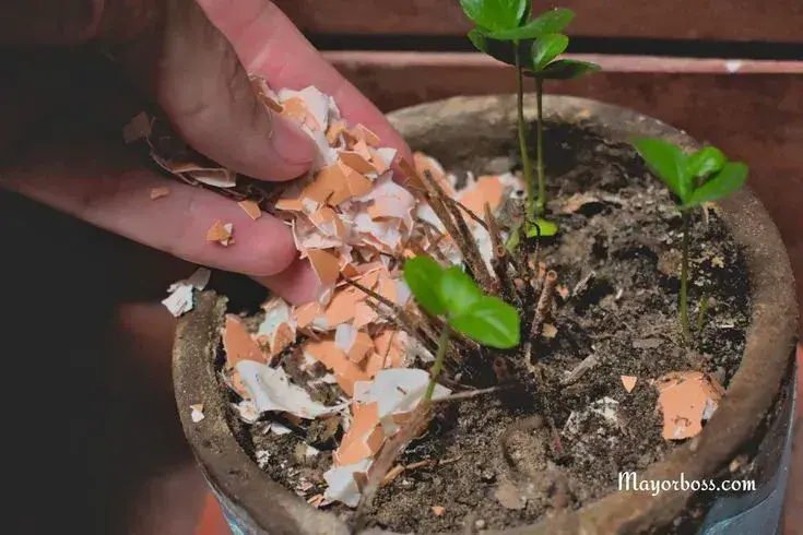 Skořápky na pokojové rostliny