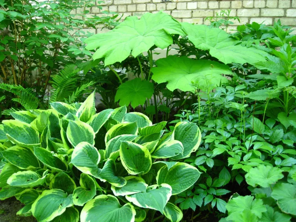 trvalky okrasné listy