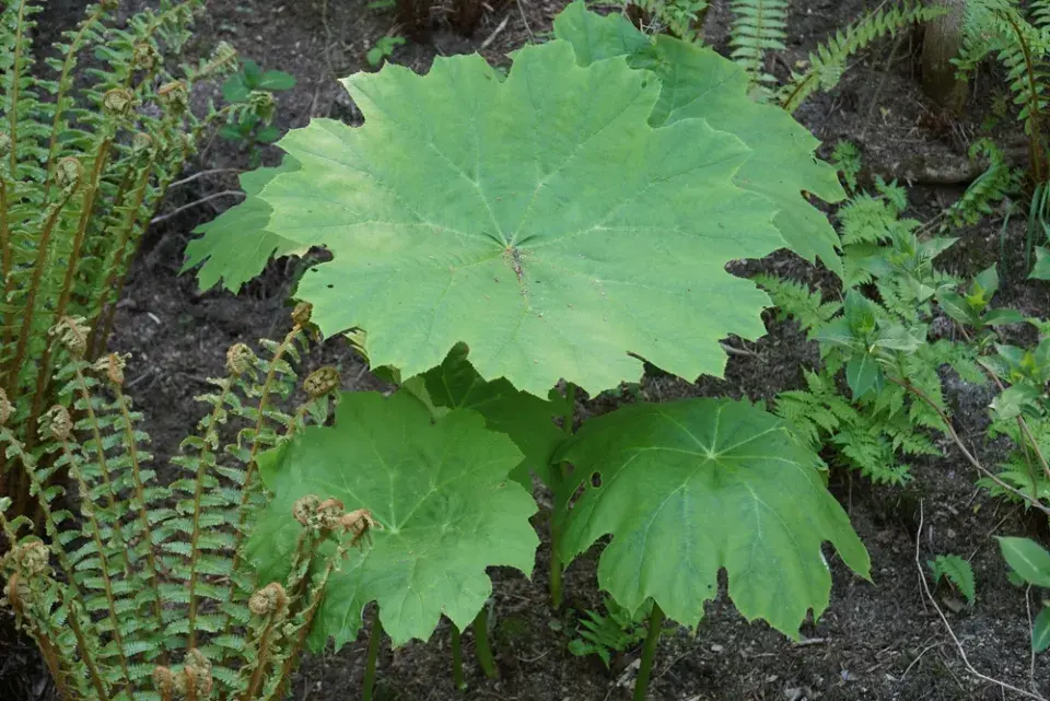 trvalky okrasné listy