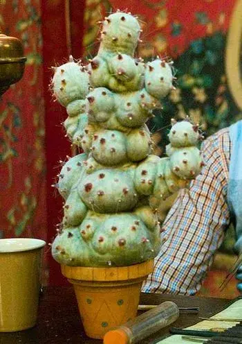 Mimbulus mimbletonia