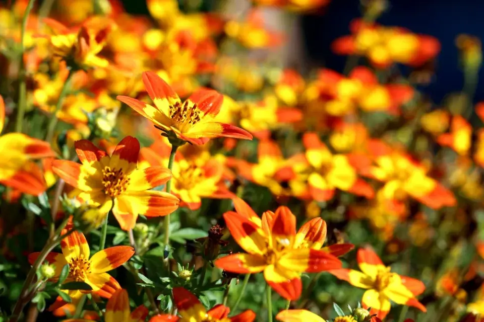 Balkongold, dvouzubec (Bidens ferulifolia)