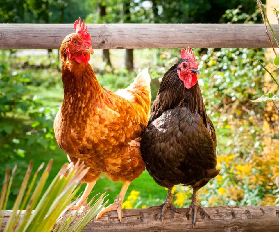 Nejčastější spory se sousedy vznikají kvůli stavbám na zahradě, ale i z malicherností