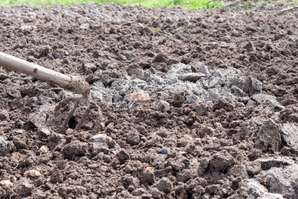 Co na zahradě dělat jako první, když sleze sníh a půda povolí?