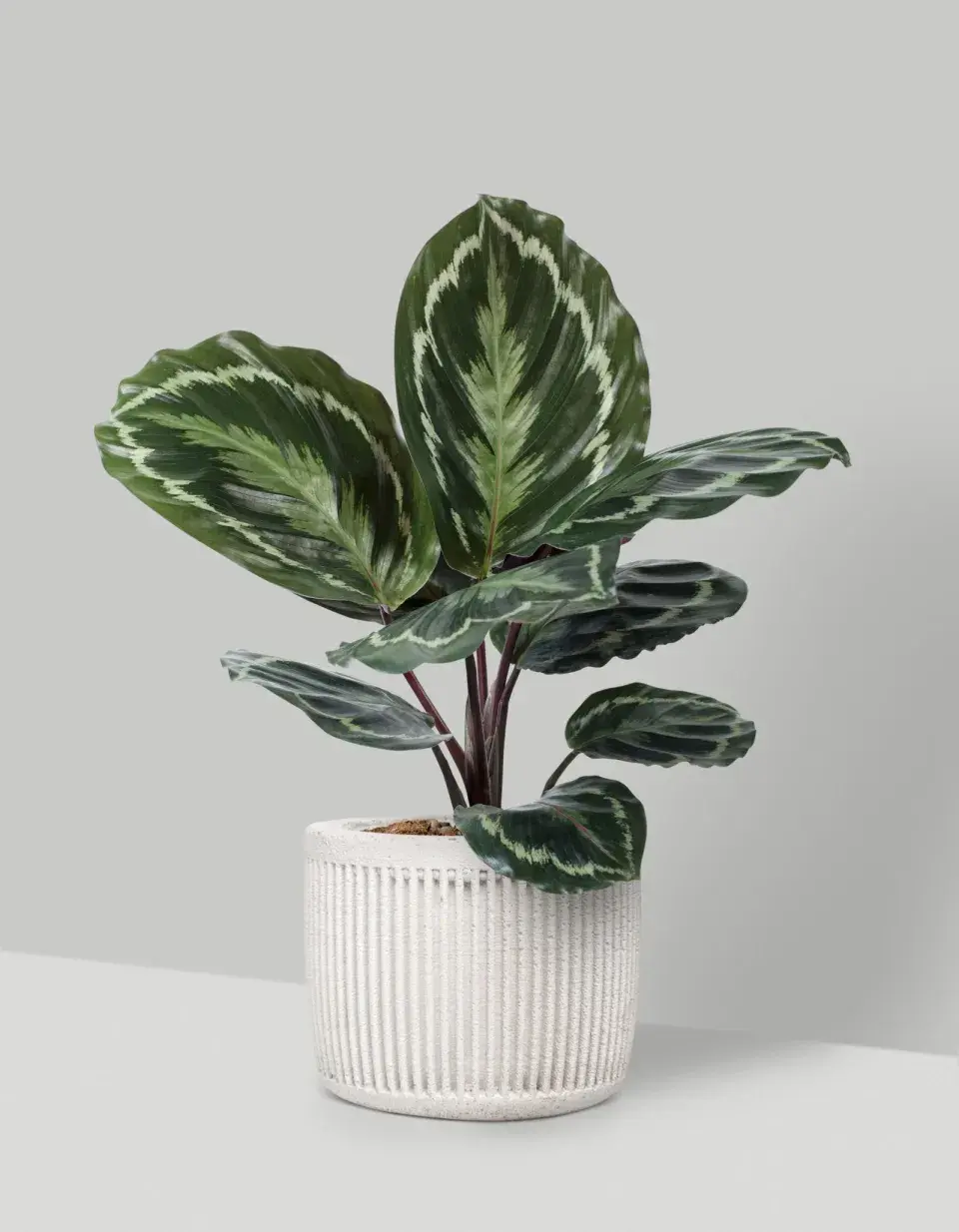 Calathea