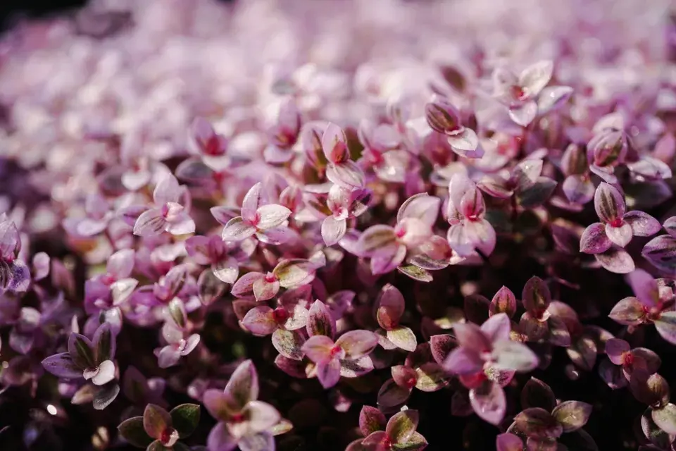 Kalísie plazivá (Callisia repens) 