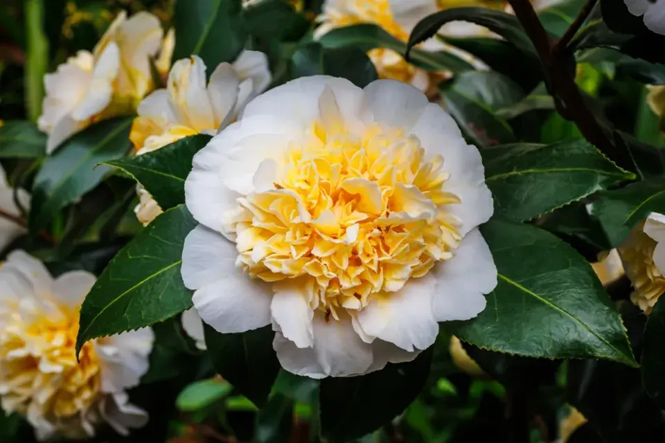 Kamélie japonská (Camellia japonica)