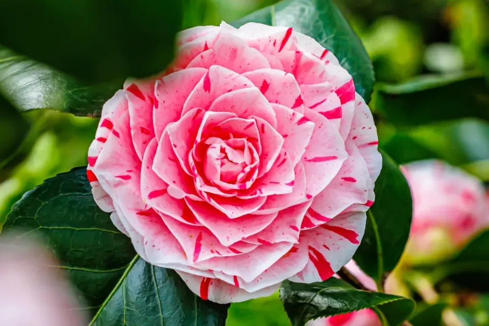 Kamélie japonská (Camellia japonica)