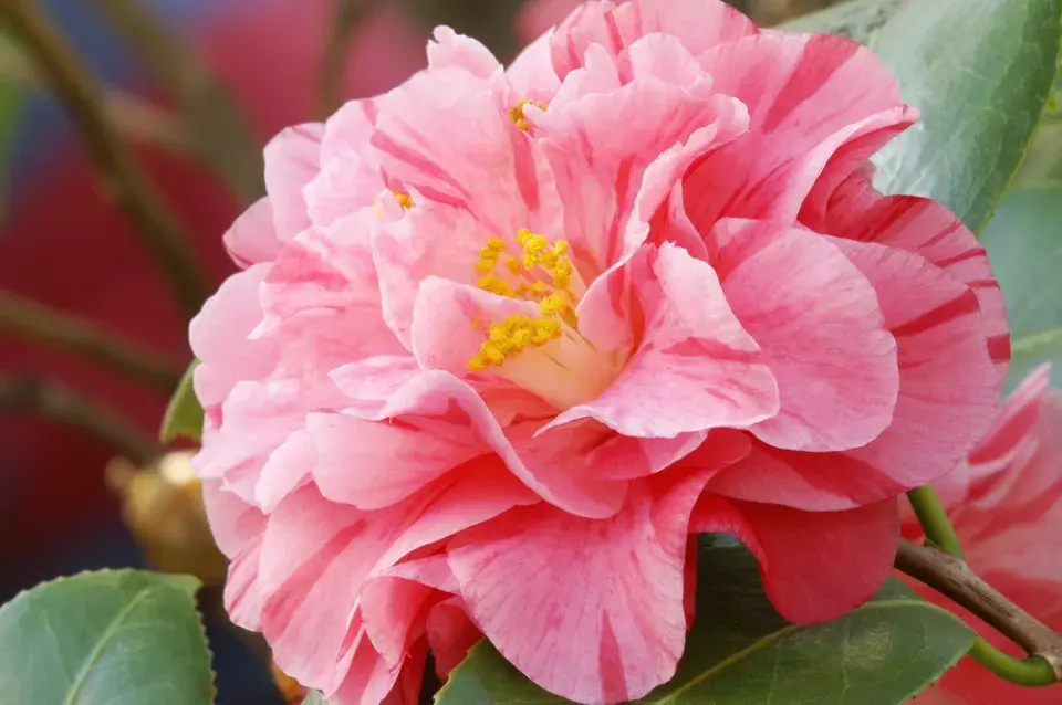 Kamélie japonská (Camellia japonica) 