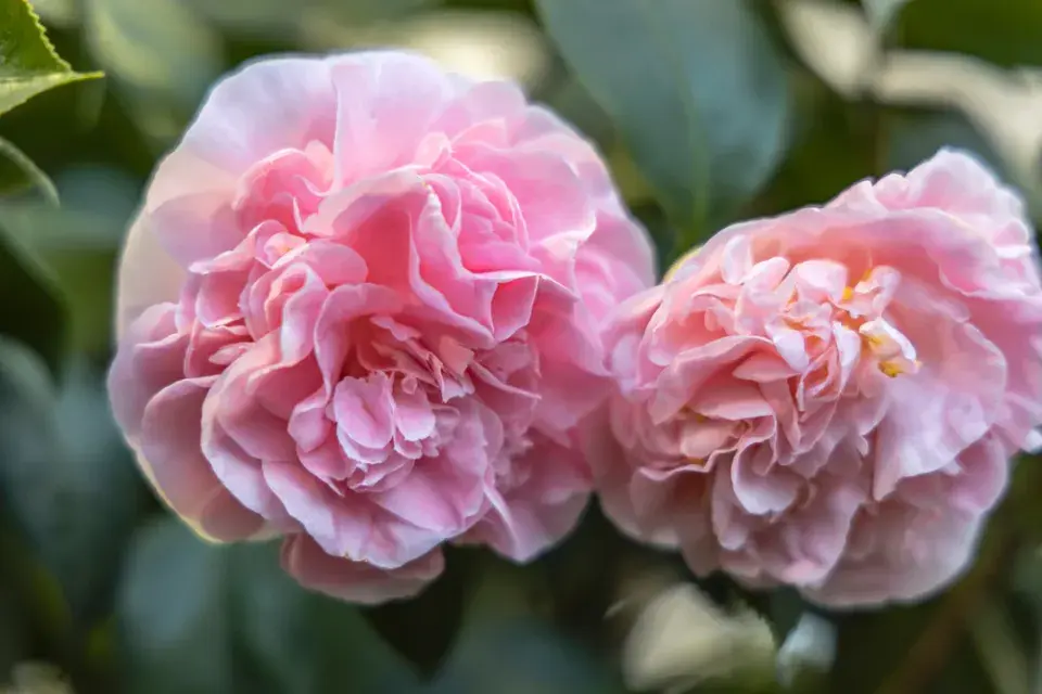 Kamélie japonská (Camellia japonica)