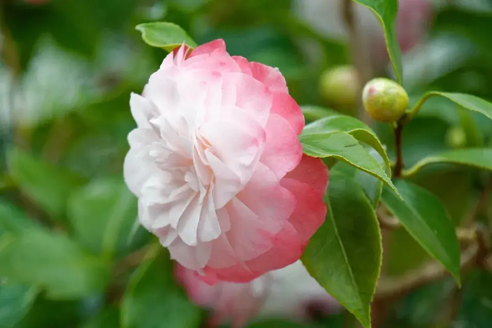 Kamélie japonská (Camellia japonica) 