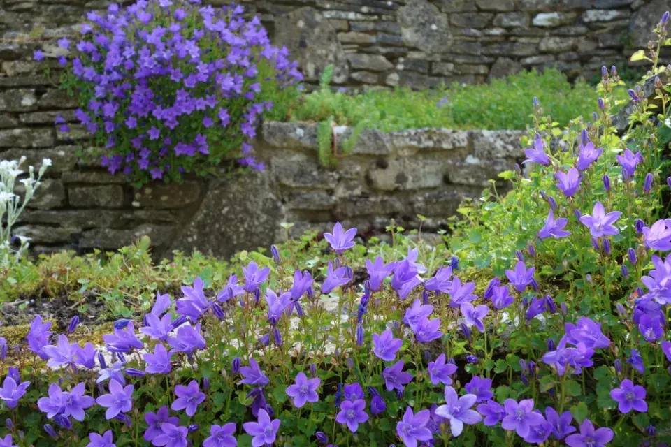 Zvonek (Campanula)
