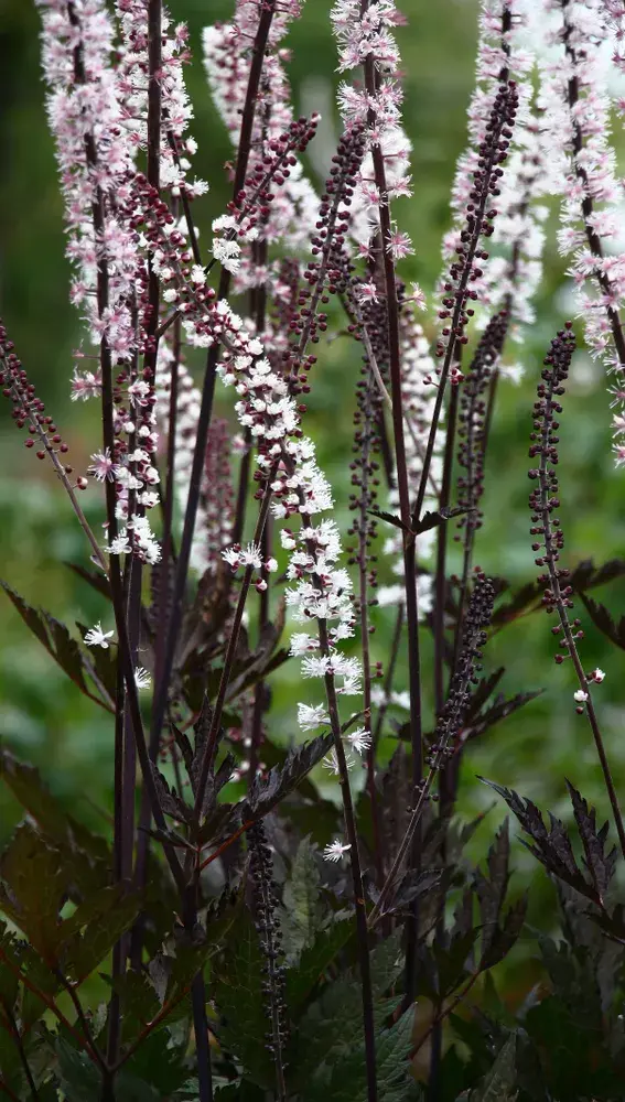 trvalky okrasné listy