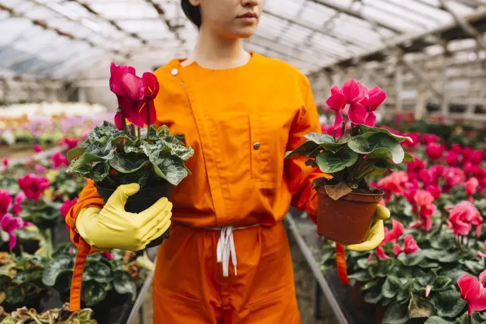 Výběr bramboříku 