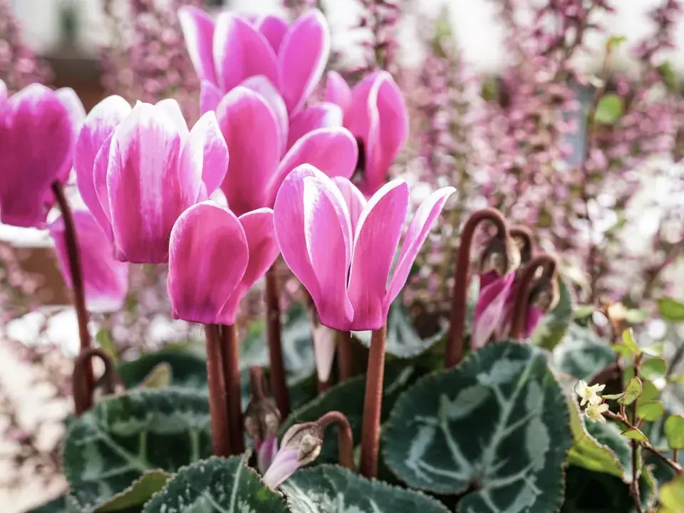 cyclamen evropský 
