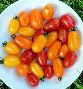 Rajčata Vejce ptáka Ohniváka 