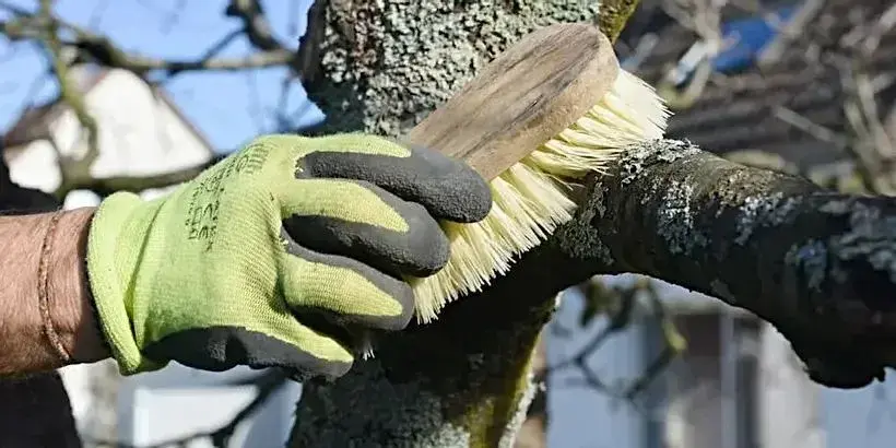 Co na zahradě dělat jako první, když sleze sníh a půda povolí?