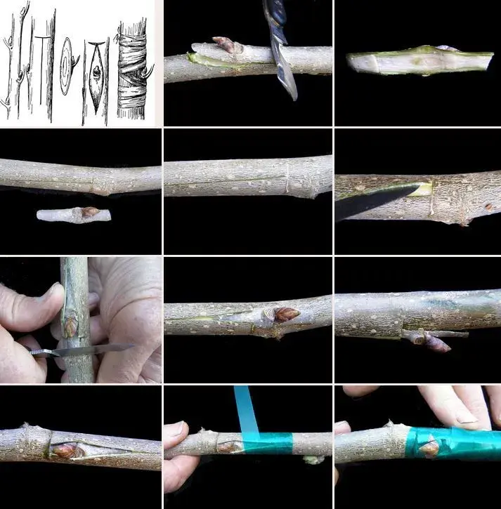 Řez roubů pro jarní roubování je malá škola trpělivosti a přesnosti