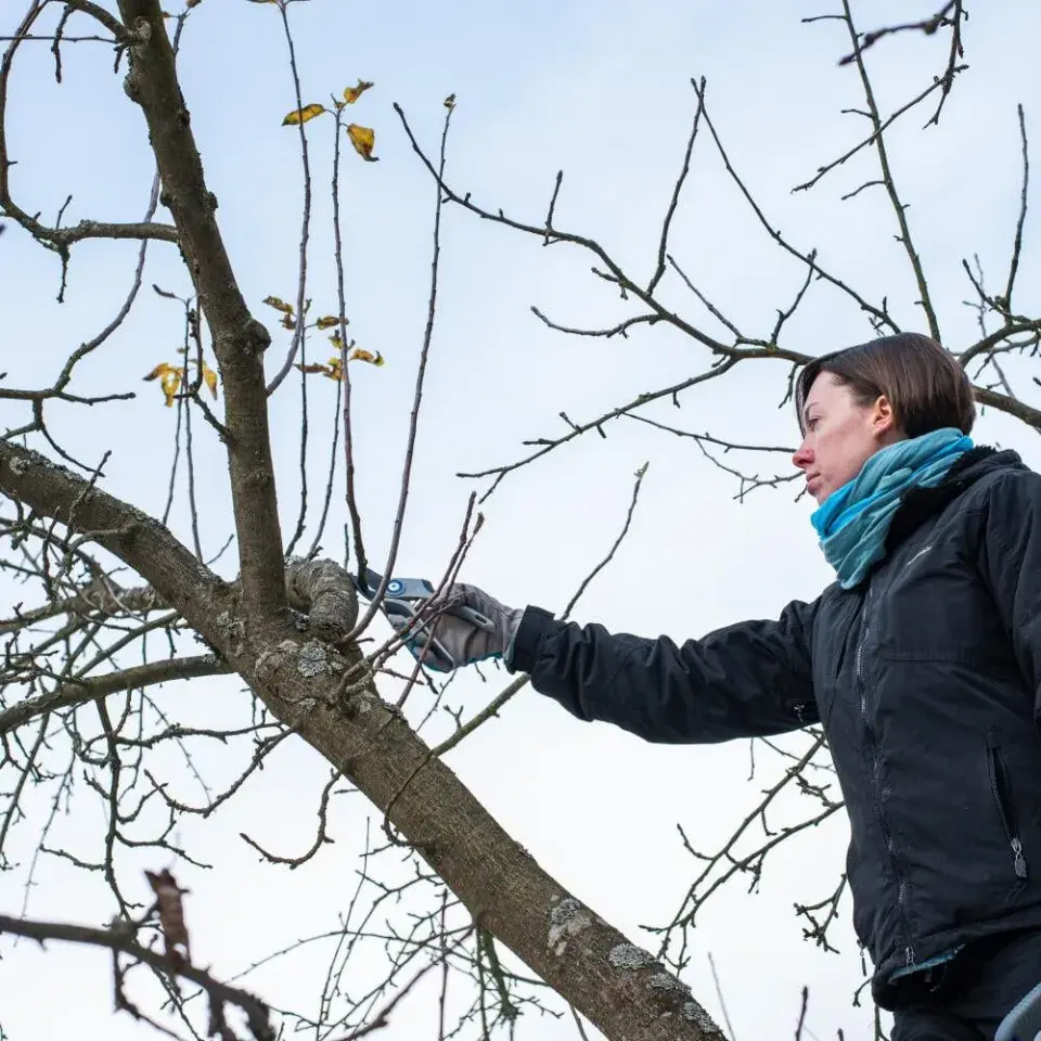 Co na zahradě dělat jako první, když sleze sníh a půda povolí?