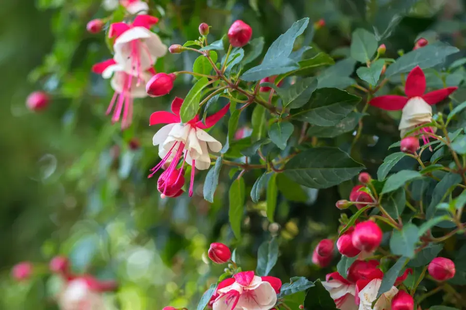 Fuchsie (Fuchsia hybrida)