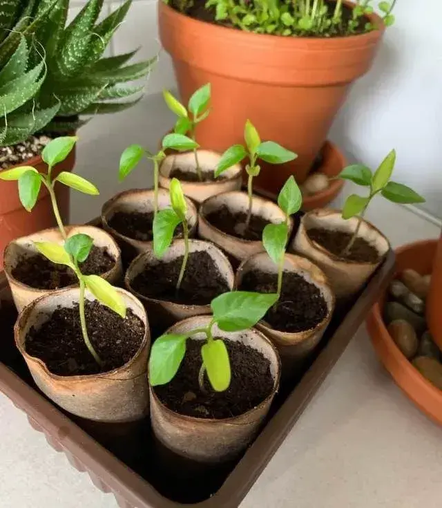 Nádoby na předpěstování