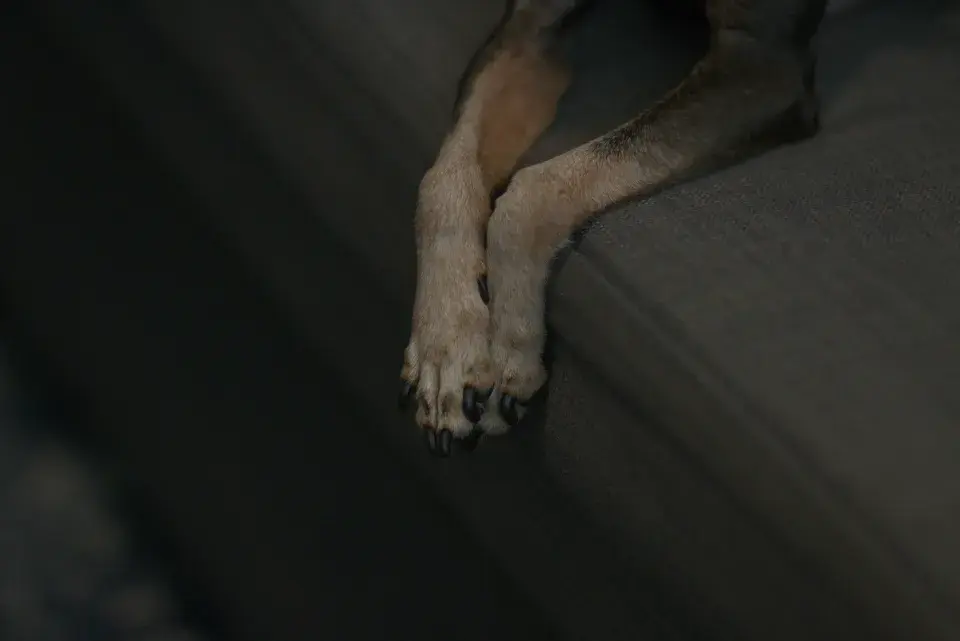 Venčení psa v zimě