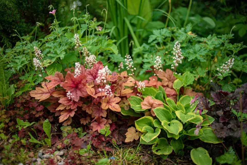 trvalky okrasné listy