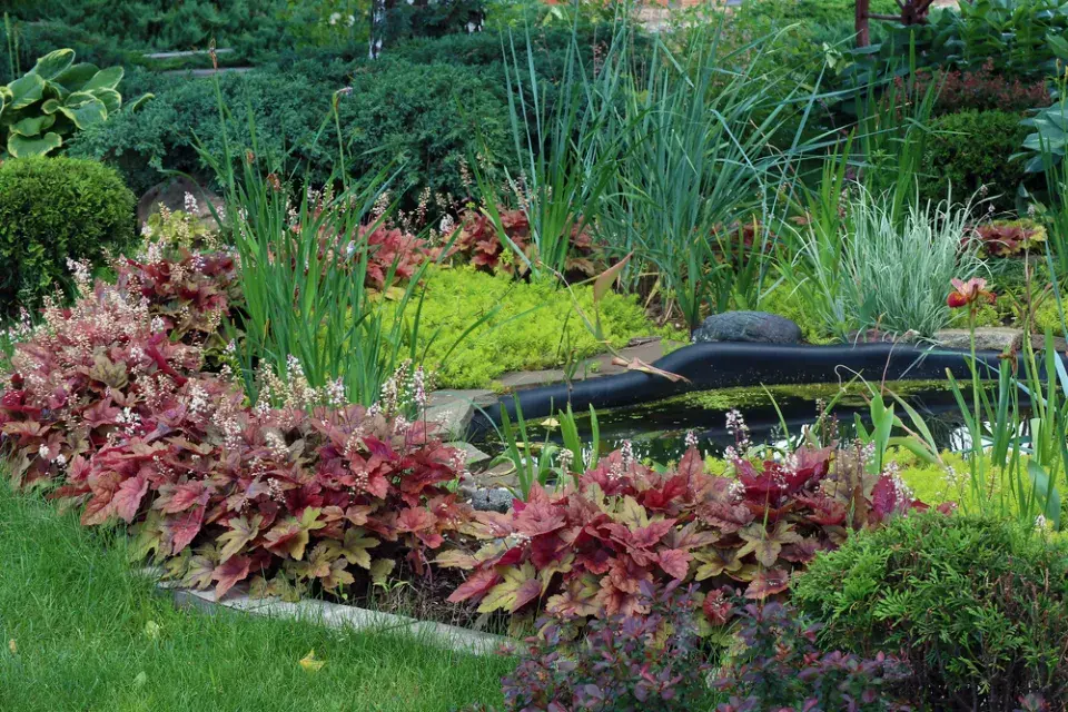 trvalky okrasné listy