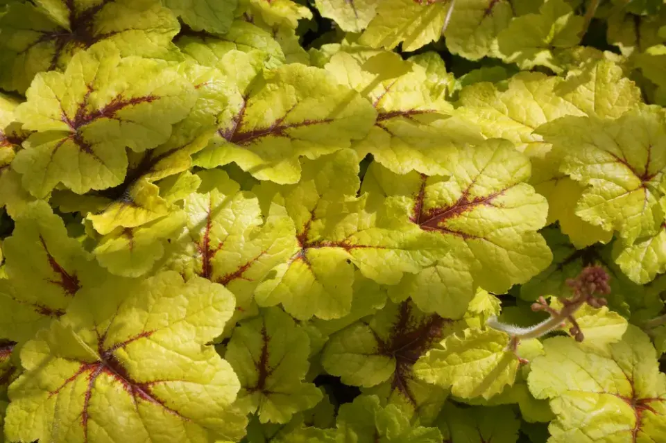 trvalky okrasné listy